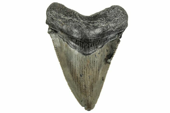 Serrated Chubutensis? Tooth - Megalodon Ancestor #328713